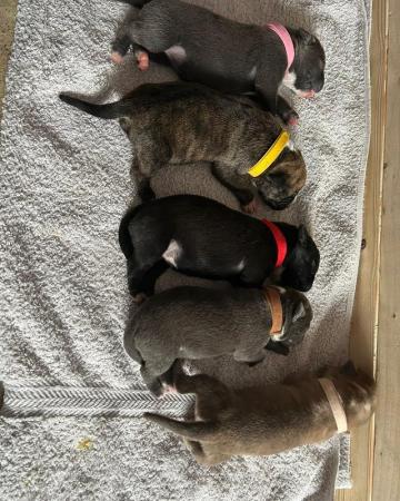 Image 4 of Presa canario cross bullmastiff puppies