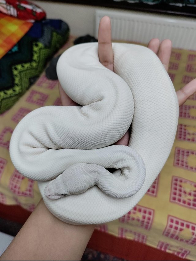 Preview of the first image of Beautiful blue eyed Lucy ball python.