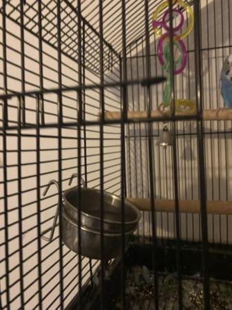 Image 2 of Budgie cage for sale No budgie