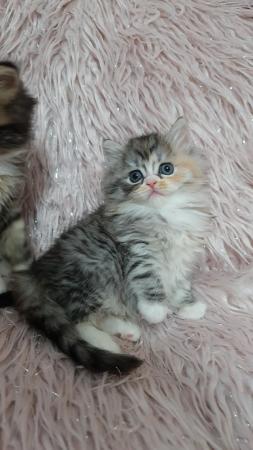 Image 8 of Chinchilla Persian x turkish calico kittens 1 girl left