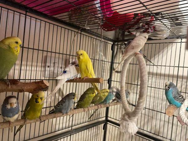 Image 3 of Young budgies for sale mixed colours