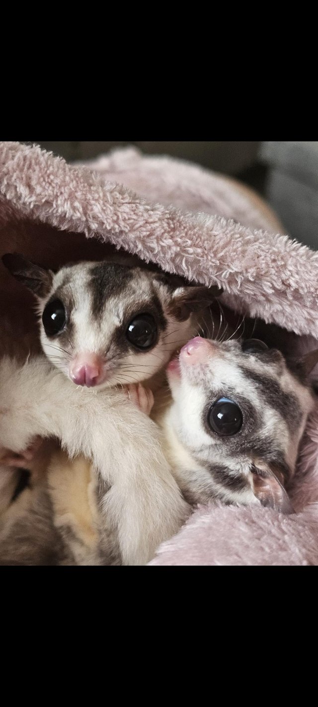 Sugar glider pair. Beautiful. 1 year 3 months — photo 2 of 4