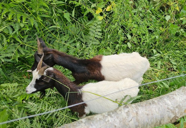 Preview of the first image of 2 Nanny Baglan Goats for sale.