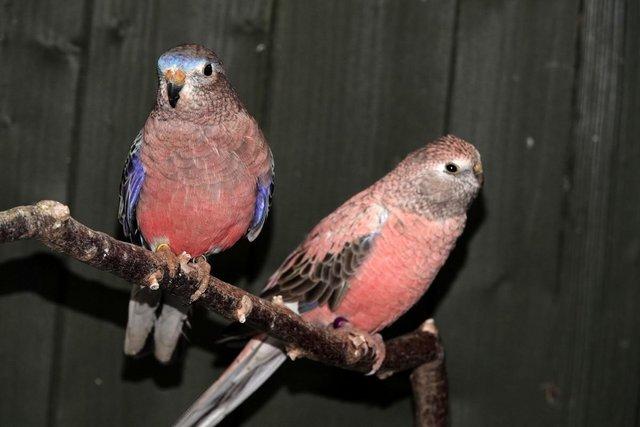 Image 5 of Bourkes Parakeets. Unrelated Pair
