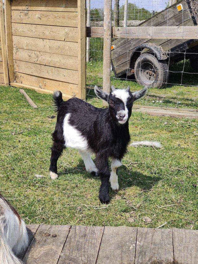 Preview of the first image of Various pygmy goats looking for new homes.