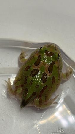 Image 2 of UK bred Pacman frogs / mixed colours
