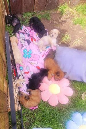 Image 30 of Pedigree Chinese Crested puppies