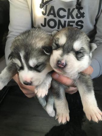Image 7 of Gorgeous Siberian husky puppies for sale!