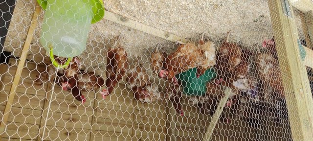 Preview of the first image of Rescued Warren Laying Hens for Sale.