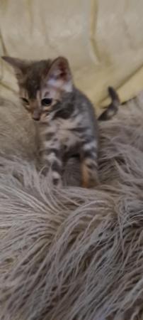 Image 8 of Last 2 DISCOUNTED PURE BENGAL KITTENS