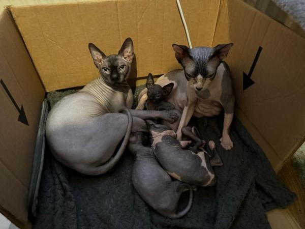 Image 34 of 5 Sphynx kittens for sale, 2 boys, 1 girl left £600 each