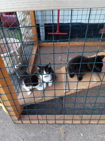 Image 4 of Farm or stable kittens ,