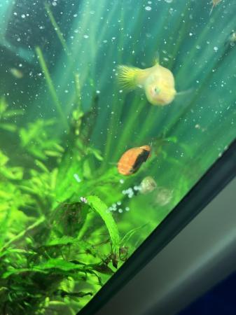 Image 1 of Live guppy juveniles for sale gold, blue and Russian white