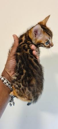 Image 6 of Last 2 DISCOUNTED PURE BENGAL KITTENS