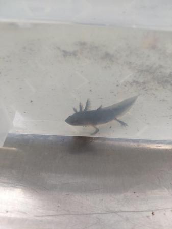 Image 3 of Baby axolotls looking for new homes mix colours