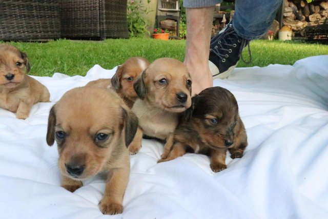 Image 5 of Mini Dachunds For Sale 3 left