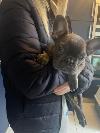 Image 1 of Beautiful French bulldog puppy ready for his new sofa