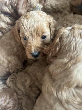 Image 10 of Top cockerpoo puppies girls and boys available