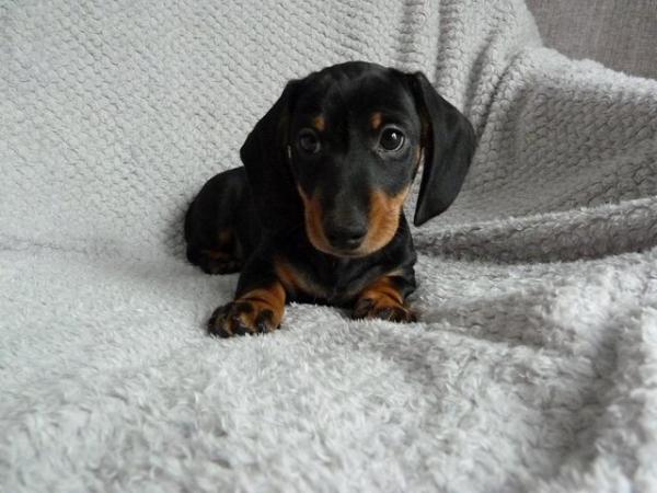 Image 6 of Ready Now KC Registered Miniature Dachshund Puppies