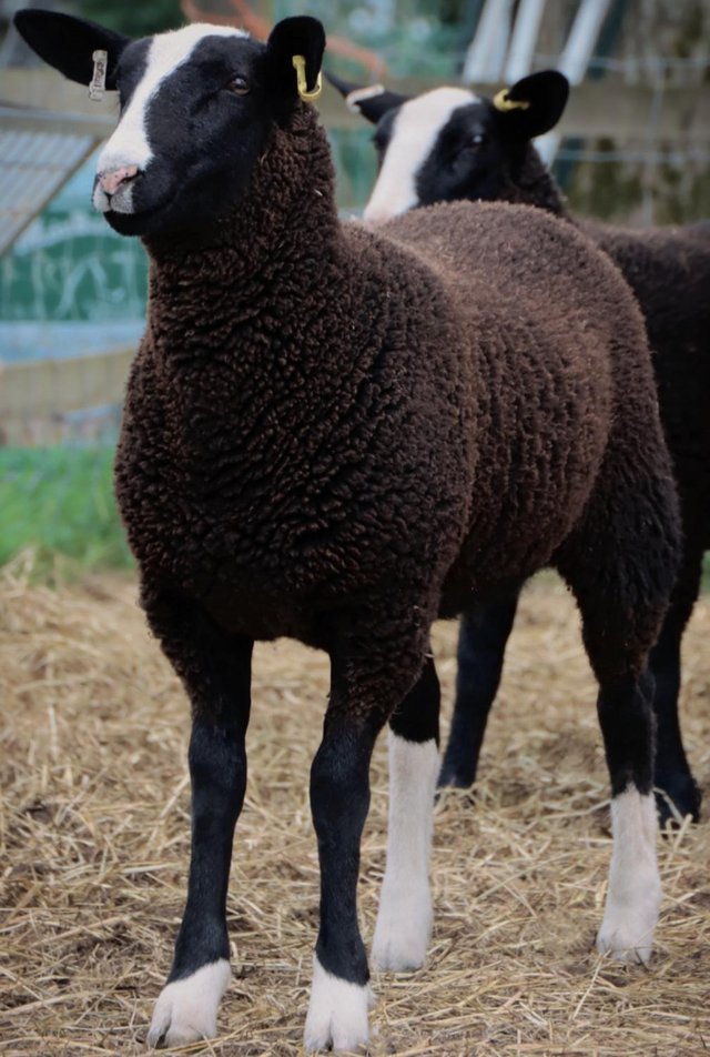 Preview of the first image of Show quality zwartble shearling ewe.