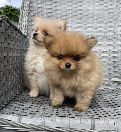 Image 10 of Pomeranian Puppies Ready now only 2  Boys