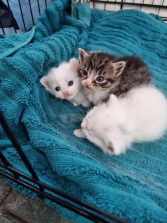 Image 1 of Beautiful well loved kittens