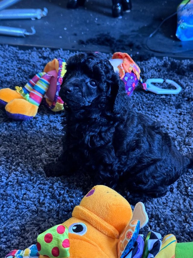 Preview of the first image of KC TOY POODLE PUPPIES BLACK MALE ONLY.