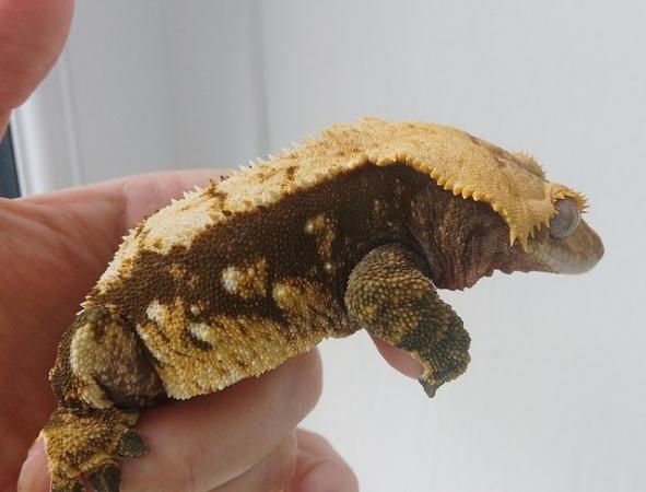 Image 2 of Big Chonky Male Crested Gecko