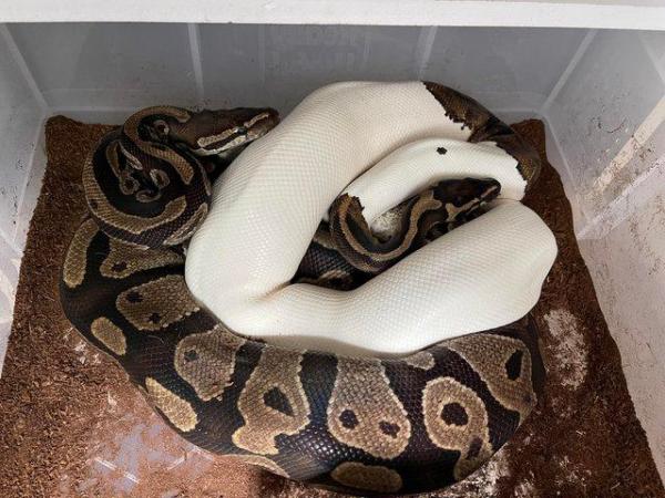 Image 2 of Ball pythons for sale male & female morphs