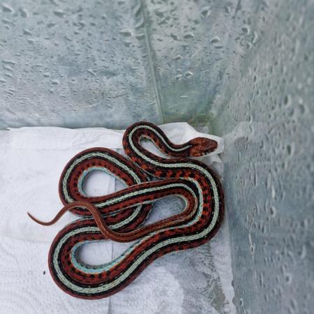 Image 1 of 5 week old californian red sided garter snakes