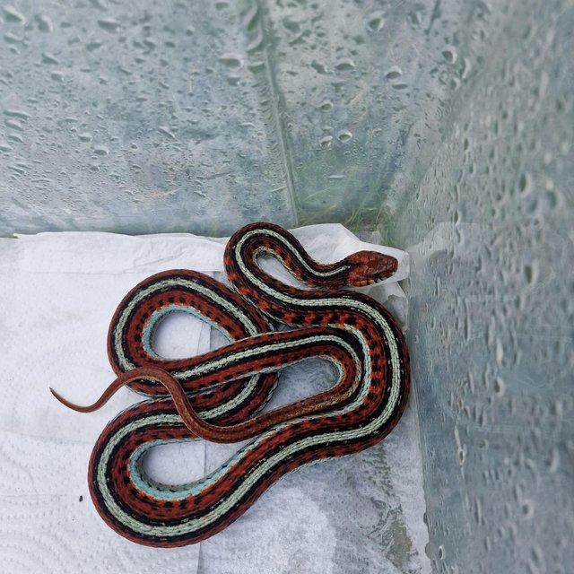 Preview of the first image of 5 week old californian red sided garter snakes.