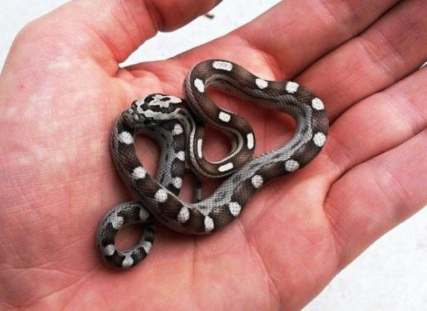 Image 4 of Baby Corn Snakes available now