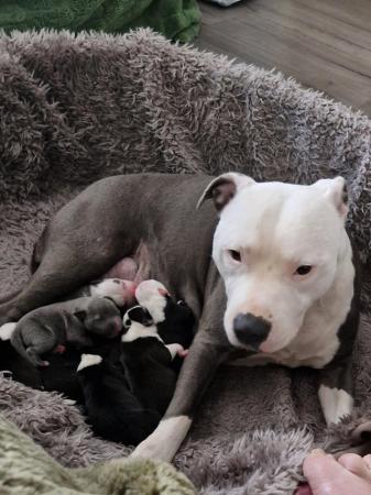 Image 3 of Stunning Staffy Pups looking for their forever home