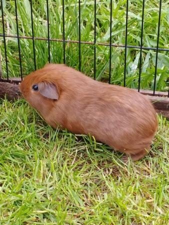 Image 1 of Guinea pigs (males and females)