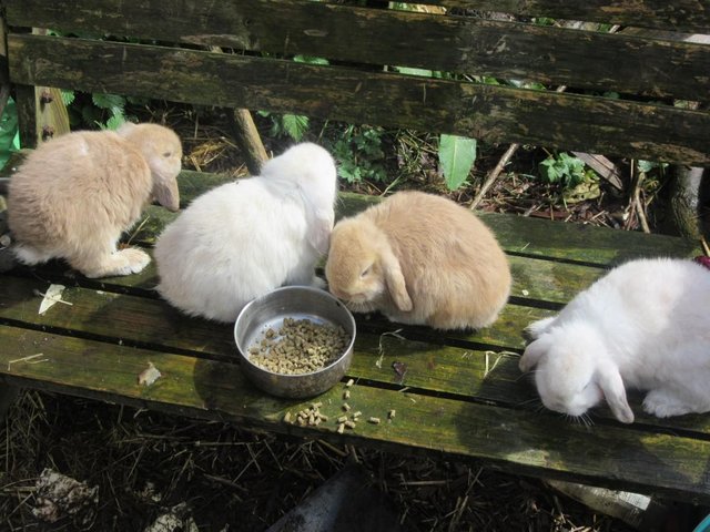 Preview of the first image of adorable mini lops babies.