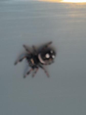 Image 5 of Baby jumping spider - phiddipus regius