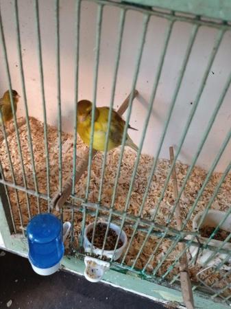 Image 2 of Canaries.  Various ages for sale