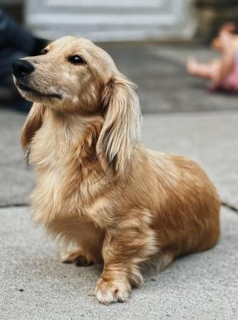 Image 2 of Beautiful cream long haired miniature dachshund puppys