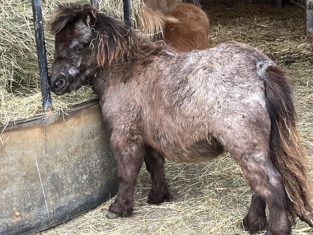 Preview of the first image of Miniature Shetland dilute black filly.