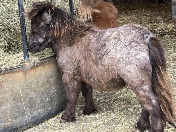 Image 2 of Miniature Shetland dilute black filly