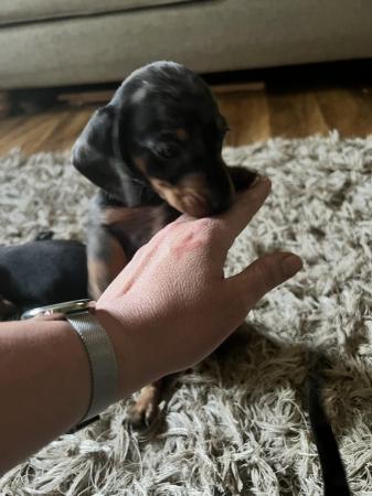 Image 9 of READY NOW  Midi dachshund puppies