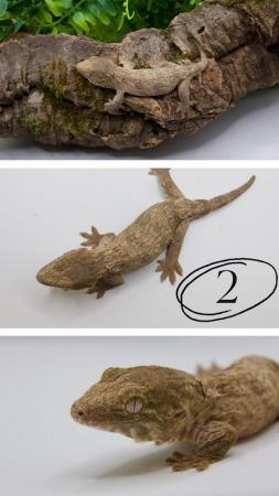 Image 4 of Updated-Exceptional Pure Mt Koghis Friedel Leachianus Geckos