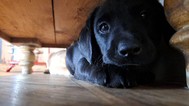 Image 7 of Black Gorgeous Labrador Boy