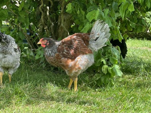 Image 1 of Red & grey laced Wyandotte Rooster