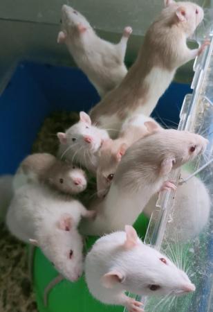 Image 3 of YOUNG (17 WKS) MALE & FEMALE RATS FOR SALE