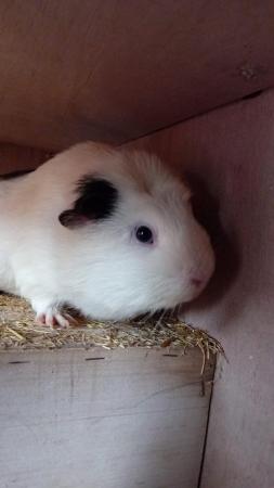 Image 1 of Make guinea pig called gizmo freindly