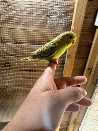 Image 5 of Baby budgies for sale £35 each collection mk404nn
