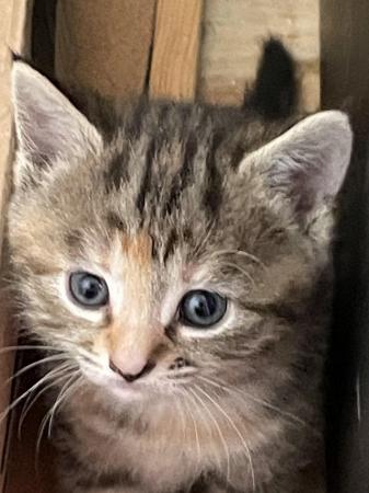 Image 1 of 2 beautiful kittens looking for their 4 ever homes
