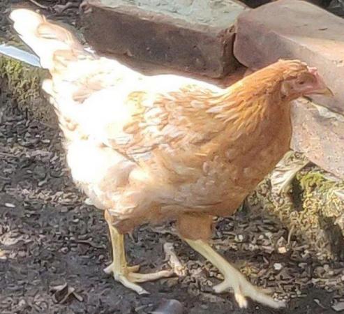 Image 16 of Chickens male and female for sale