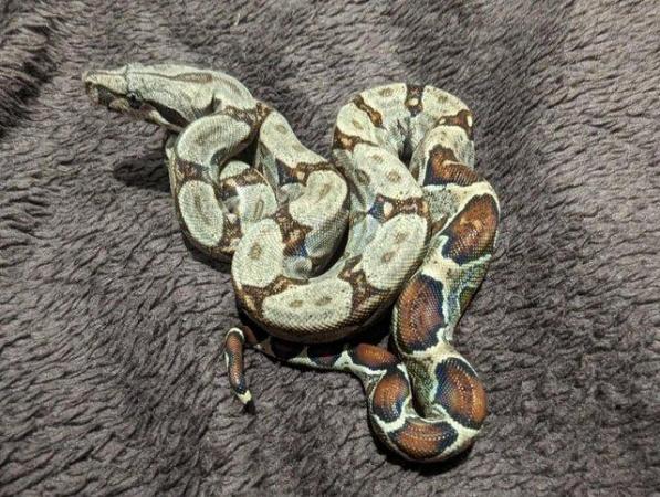 Image 2 of Baby Boa Constrictor Imperator